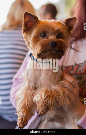 Porträt eines Erwachsenen präparierte Stammbaum Yorkshire Terrier Stockfoto