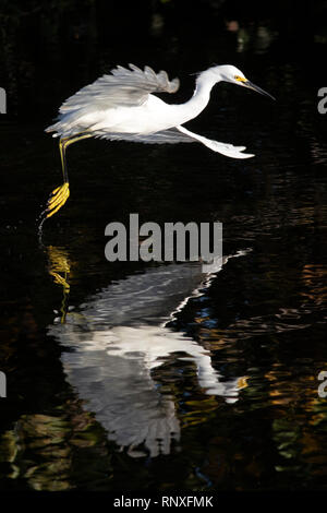 Snowy Egret (Egretta thula) im Flug - Green Cay Feuchtgebiete, Boynton Beach, Florida, USA Stockfoto