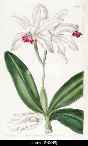 Cattleya intermedia (als Cattleya intermedia var. Githago) - Edwards vol 22 pl 1919 (1836). Stockfoto