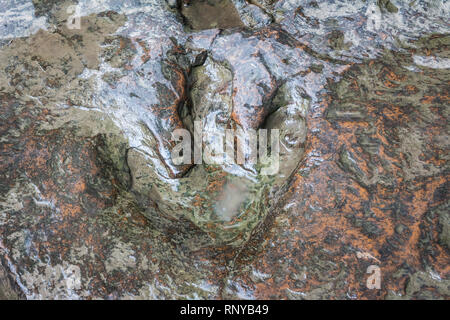 Echten dinosaur Footprint, Thailand. Stockfoto