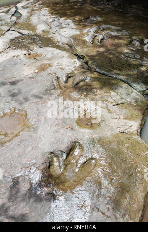 Echten dinosaur Footprint, Thailand. Stockfoto