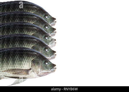 Tilapia-fisch isolieren auf weißem Hintergrund Stockfoto