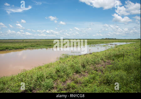 Wild Spaltfußgänse Fütterung und Waten in Feuchtgebiet mit einheimischen Gräser in den Mittelpunkt, Northern Territory, Australien Stockfoto