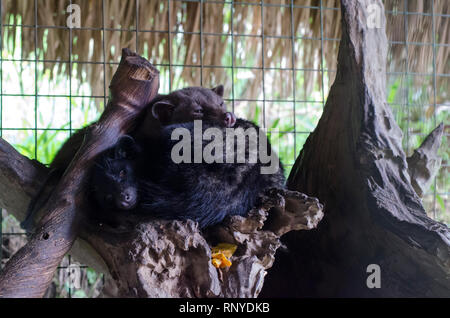 Zwei civets wurden schlafen im Käfig in der Mitte des Tages in der Nähe von Ubud, Gianyar, Bali, Indonesien Stockfoto