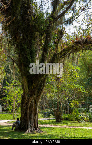 Botanischer Garten in Rio de Janeiro Stockfoto