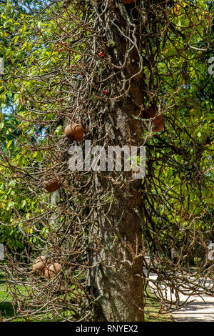 Botanischer Garten in Rio de Janeiro Stockfoto