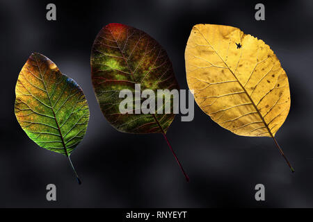 Rauch Bush, Cotinus coggygria: Still Life: falsche Farbe, surreale Nahaufnahme Fotografien der Blätter im Herbst in verschiedenen Stadien des Zerfalls. Stockfoto