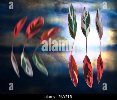 Wand, noch Leben: Surreal tanzende Blätter: Gebet, stromanthe Sanguinea 'triostar'. Stockfoto