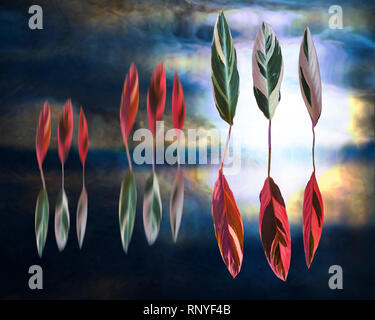 Wand, noch Leben: Surreal tanzende Blätter: Gebet, stromanthe Sanguinea 'triostar'. Stockfoto