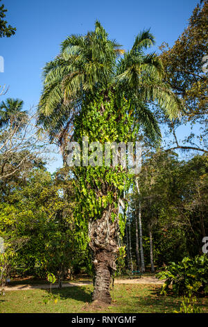 Botanischer Garten in Rio de Janeiro Stockfoto