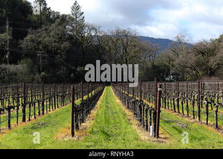 Die Weinberge des Napa Valley in Kalifornien an einem schönen Wintertag nach der Regenzeit aus der Region heraus gerollt sind. Stockfoto