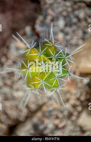 Botanischer Garten in Rio de Janeiro Stockfoto