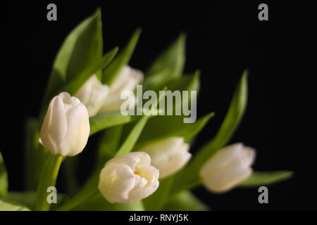 In der Nähe von weißen Tulpen, schwarzer Hintergrund, selektiven Fokus Stockfoto