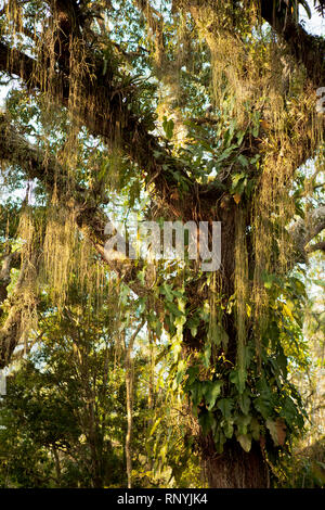 Botanischer Garten in Rio de Janeiro Stockfoto