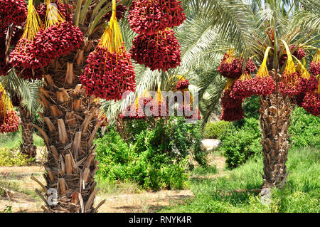 Termine Palmzweige mit reifen Termine. Im Norden Israels. Stockfoto