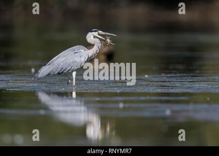 Graureiher Stockfoto