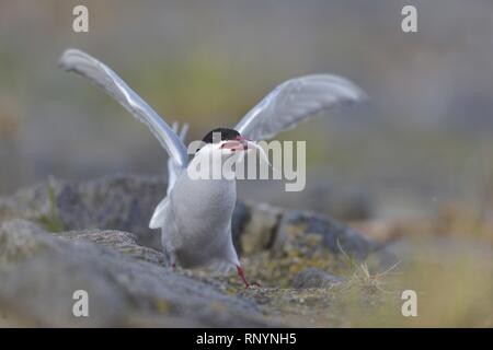 Seeschwalbe Stockfoto