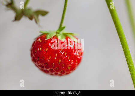 Nahaufnahme eines neuen, frischen Erdbeeren mit der Schaft des Rechts und der kleine gelbe Sämlinge betont die tiefrote Farbe sichtbar Stockfoto