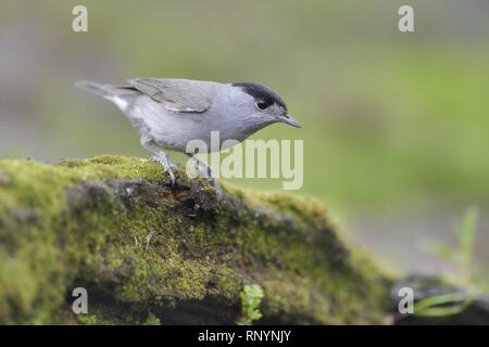 Mönchsgrasmücke Stockfoto