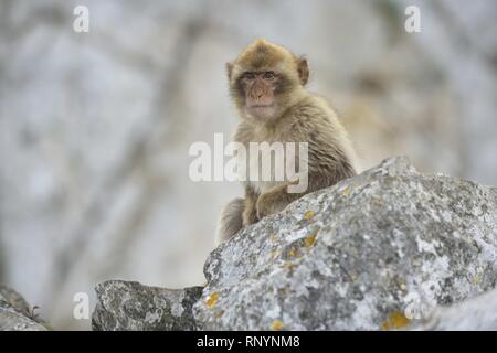 Magot Stockfoto