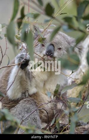 Koala Stockfoto