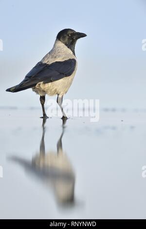 hoodiecrow Stockfoto