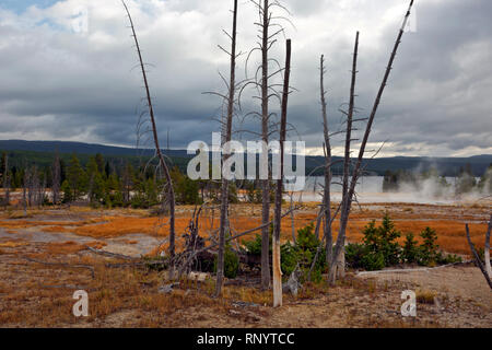 WYOMING - Bäume von hotsprings Abfluß und neues Wachstum im rustikalen Gruppe am Herzen See Geyser Basin im Hinterland von Yellowstone NP getötet. Stockfoto