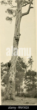 'Ei sammeln und Vogelwelt Australiens. Katalog und Daten der 'Jacaksonian oological Sammlung", mit zahlreichen Fotos illustriert.." (1907) Stockfoto