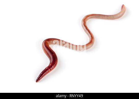 Man Regenwürmer auf weißem Hintergrund schließen isoliert. Stockfoto