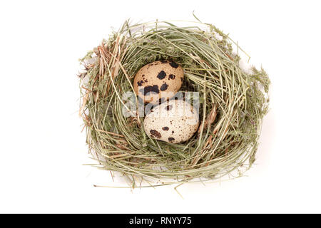 Zwei Wachtel Eier in einem Nest auf weißem Hintergrund. Ansicht von oben. Stockfoto