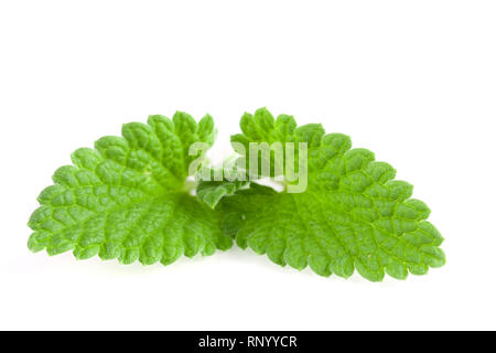 Grüne Zitronenmelisse Blatt oder Melissa officinalis auf weißem Hintergrund Stockfoto