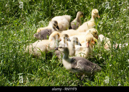 Eine Herde von kleinen Gänse Beweidung in grüne Gras. Stockfoto