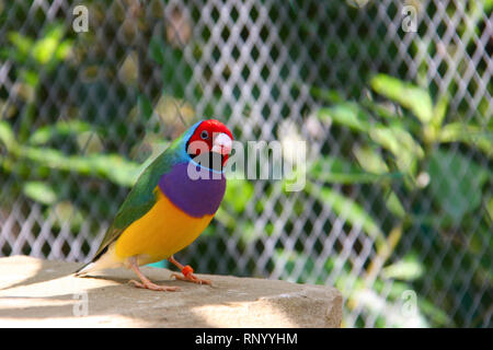 Die Gouldian Finch oder Erythrura gouldiae, männlich, aka der Lady Gouldian Finch, Goulds Finch oder der Regenbogen Finch. Stockfoto