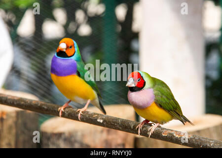 Die Gouldian Finch oder Erythrura gouldiae, männlich, aka der Lady Gouldian Finch, Goulds Finch oder der Regenbogen Finch. Stockfoto