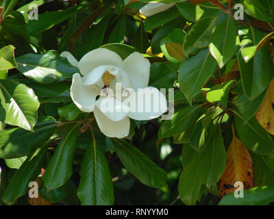 Blühende des White magnolia flower. Magnolia grandiflora Anlage. Stockfoto