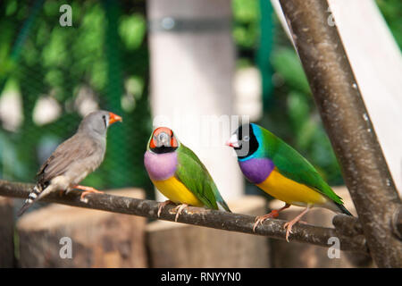 Die Gouldian Finch oder Erythrura gouldiae, männlich, aka der Lady Gouldian Finch, Goulds Finch oder der Regenbogen Finch. Stockfoto