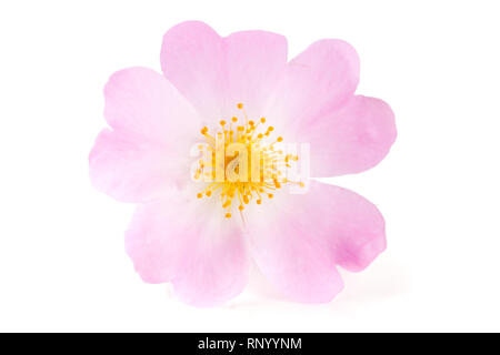 Hagebutte rosa Blume auf weißem Hintergrund. Stockfoto