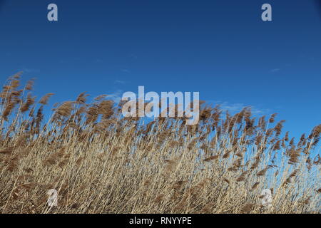 Pampasgrass im Wind Stockfoto