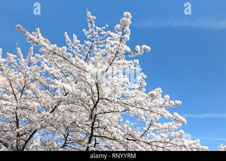 Cherryblossoms auf einem Cherrytree in Deutschland Stockfoto