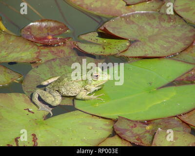 Frosch sitzt auf einem Blatt einer Seerose Stockfoto