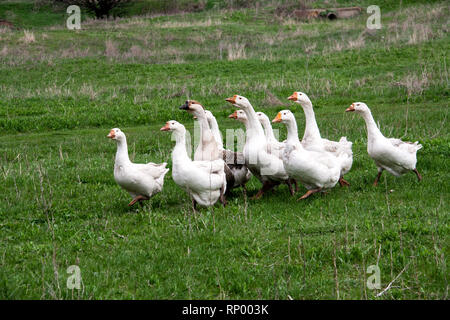 Schwarm Gänse Weiden auf Gras im Frühling. Stockfoto