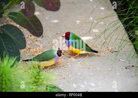 Die Gouldian Finch oder Erythrura gouldiae, männlich, aka der Lady Gouldian Finch, Goulds Finch oder der Regenbogen Finch. Stockfoto