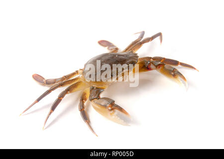 Genießbare lebendig Krabben auf einem weißen Hintergrund. Stockfoto