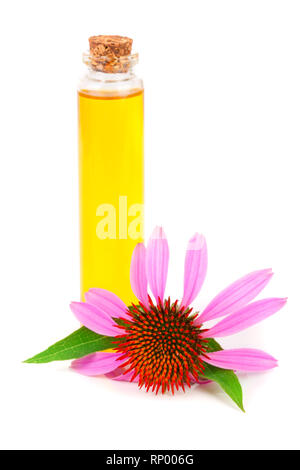 Ätherisches Öl von Echinacea purpurea auf weißem Hintergrund. Stockfoto