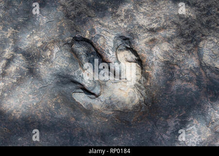 Echten dinosaur Footprint, Thailand. Stockfoto