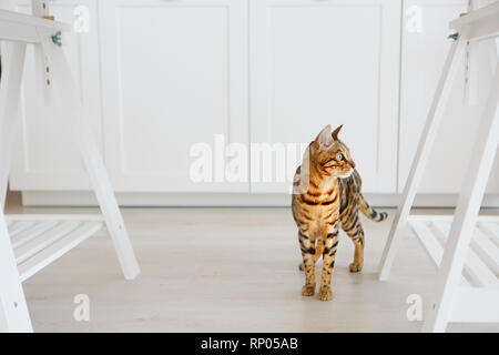 Porträt der schönen Bengalkatze unter weißen Küche Tabelle Stockfoto