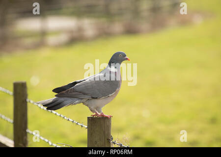 Ein woodpigeon, Columba Palumbus, auf einem Zaun mit Blick über die Felder in der Nähe der Wohngebiete, thront. Die woodpigeon ist eine der häufigsten Vögel in den U Stockfoto