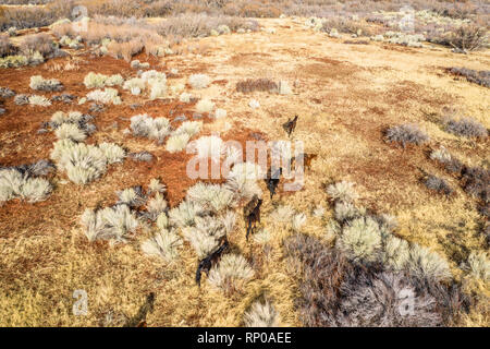 Weidende Pferde auf der Wüste in der Nähe von Lone Pine City. Blick auf die schneebedeckten Berge. Antenne. Kalifornien, USA Stockfoto