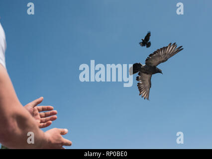 Männliche Hände lösen zwei Turteltauben oder Tauben in den Himmel. symbolische Bild der Freiheit, Befreiung und Gleichberechtigung Stockfoto