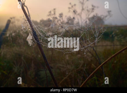 Trockenes Gras und Spinnennetz mit Tautropfen, Belarus. Swislotsch Stockfoto